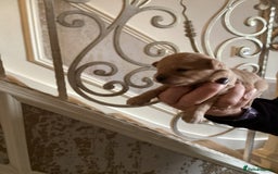 Chipoo dogs for sale: Chipoo - Advert 5