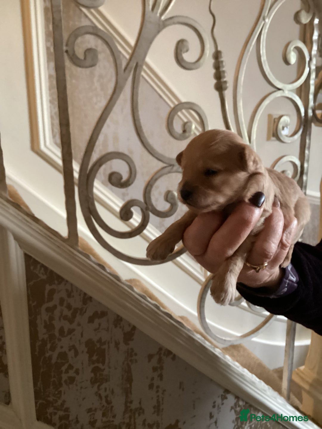 Chipoo dogs for sale: Chipoo - Advert 5