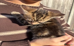 Mixed Breed cats for sale: 5 Gorgeous kittens available now - Image 34