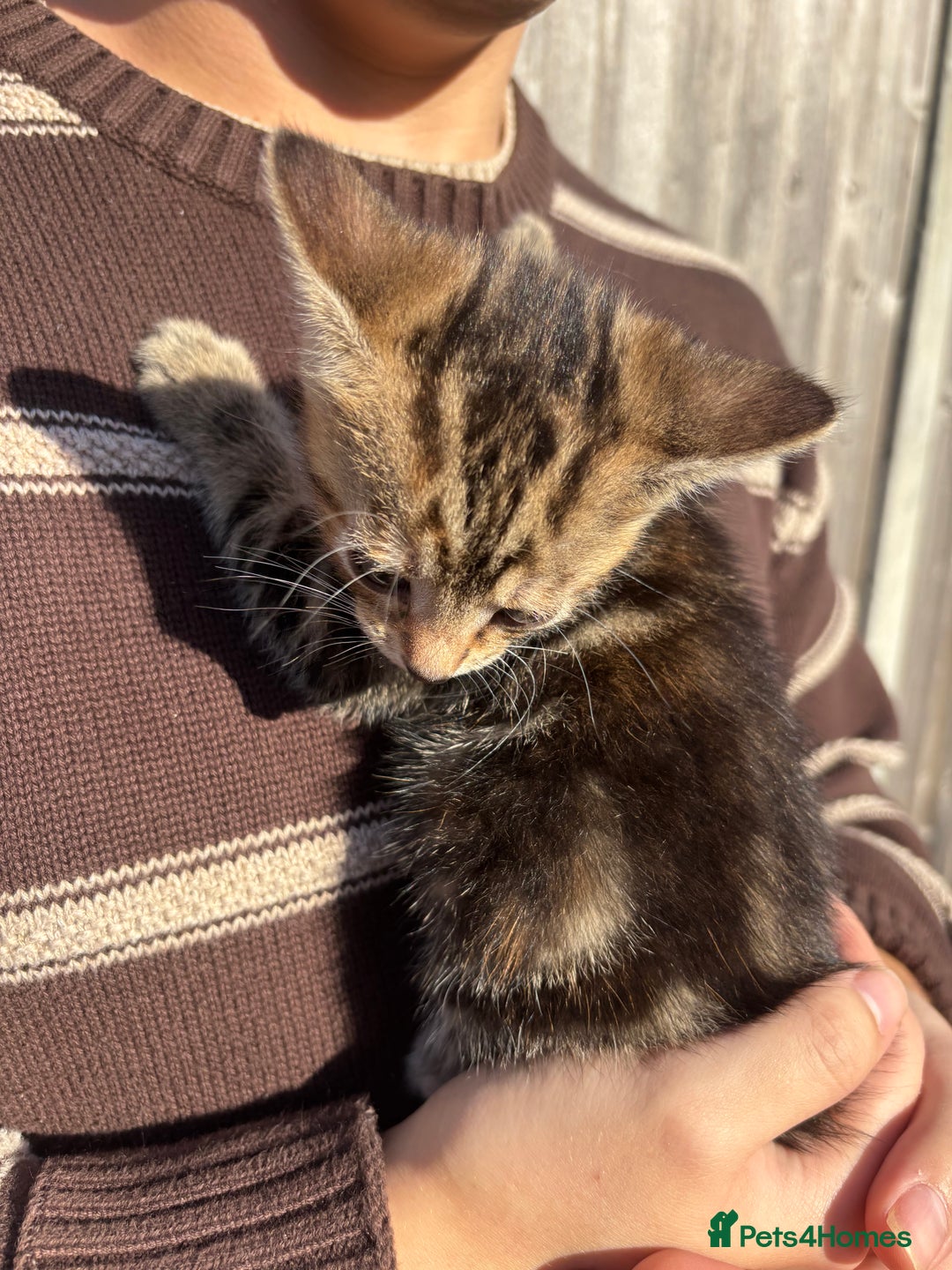 Mixed Breed cats for sale: 5 Gorgeous kittens available now - Image 34