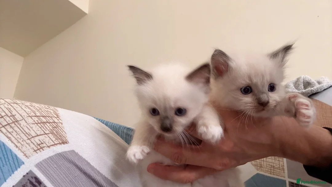 Ragdoll cats for sale: 3 Lovely Kittens Looking for Forever Homes - Advert 6