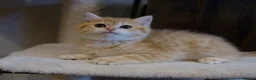 British Shorthair cats for sale: Gorgeous BSH GOLDEN BOYS TICA reg - Advert 11