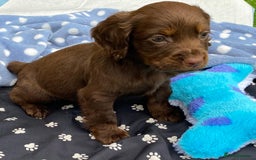 Cocker Spaniel dogs for sale: READY NOW WORKING COCKER SPANIEL PUPPYS - Image 4