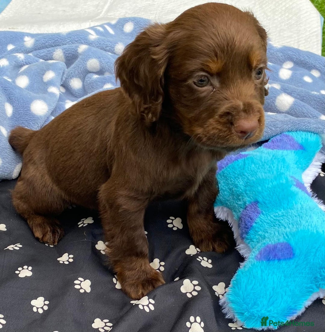 Cocker Spaniel dogs for sale: READY NOW WORKING COCKER SPANIEL PUPPYS - Image 4