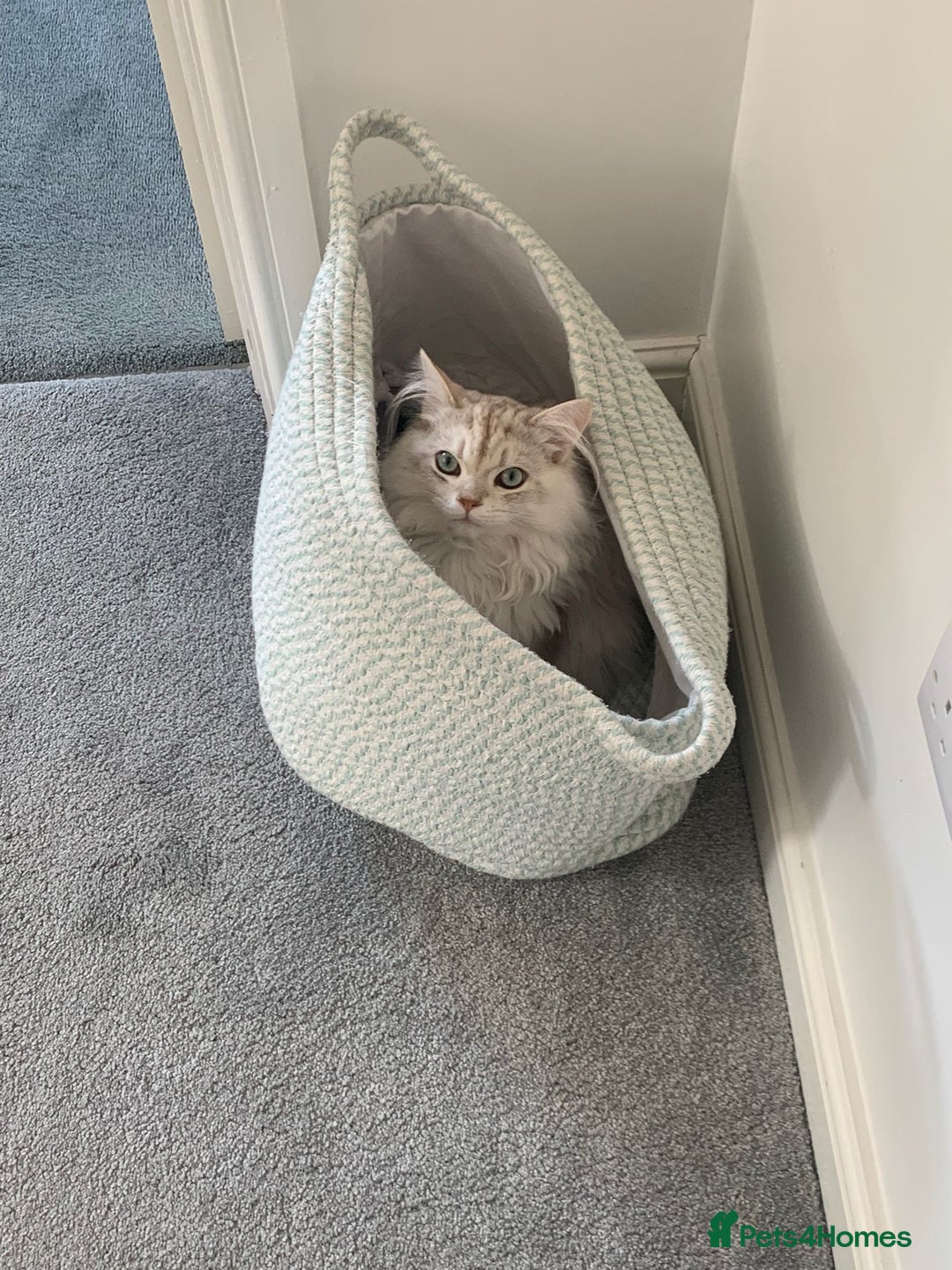 British Longhair cats for sale: Friendliest British long hair male in Birmingham - Image 6
