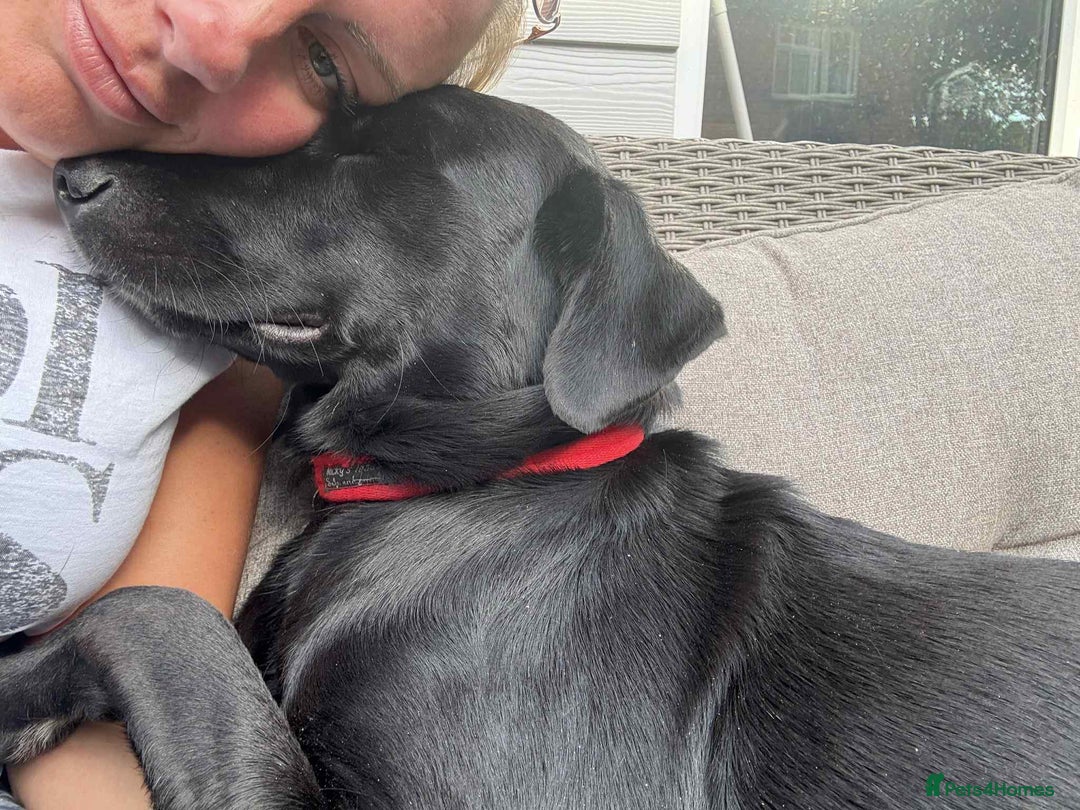 Labrador Retriever dogs for adoption: Pixie - Badersfield Norfolk  - Image 3