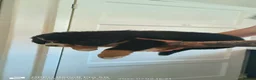 Bernese Mountain Dog dogs for sale: READY TO LEAVE NOW BEAUTIFUL CHUNKY BERNESE PUPS - Advert 6