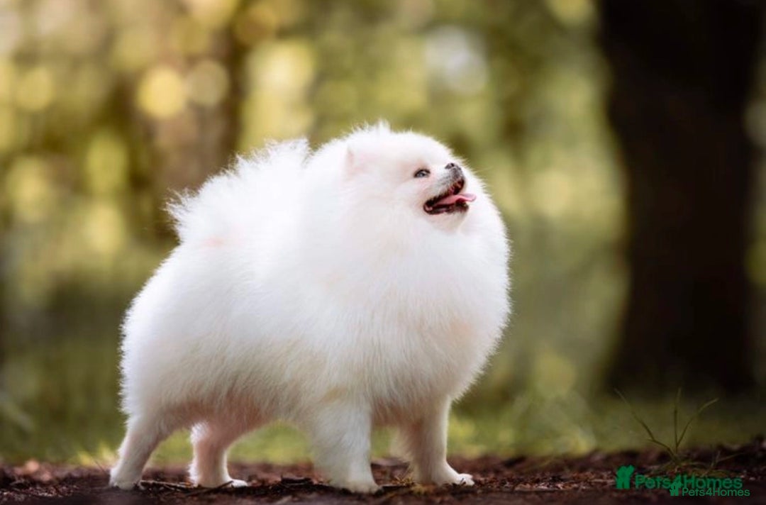 Pomeranian dogs for sale: Pomeranians  - Advert 3