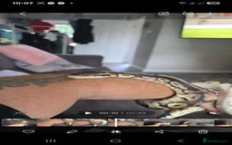 Python Snake reptiles for sale: Python snake  - Image 1