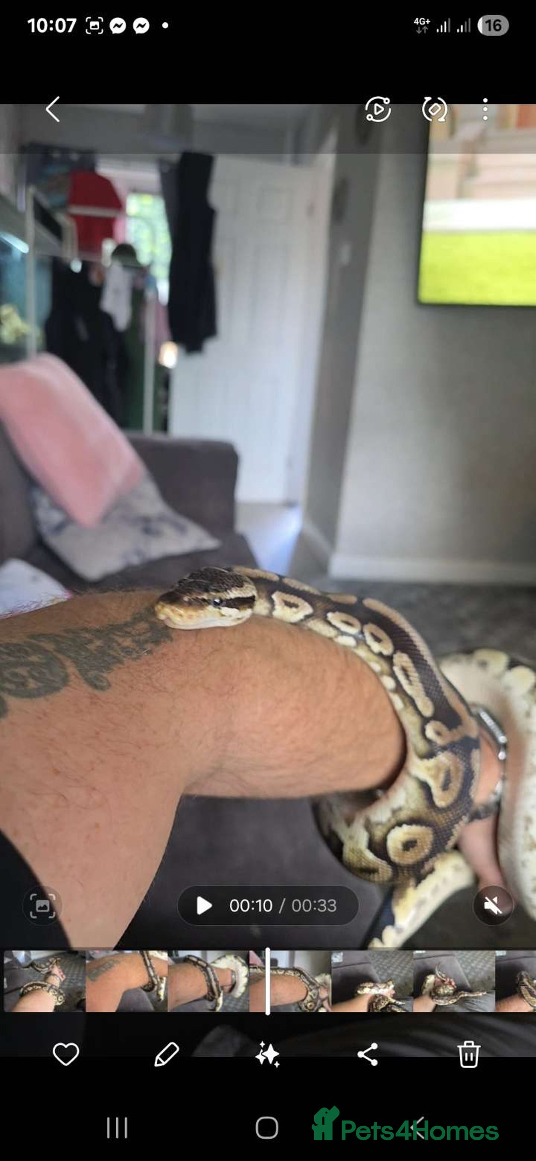 Python Snake reptiles for sale: Python snake  - Image 1