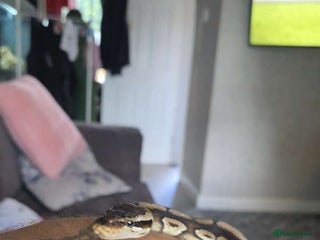 Python Snake reptiles - Advert 16