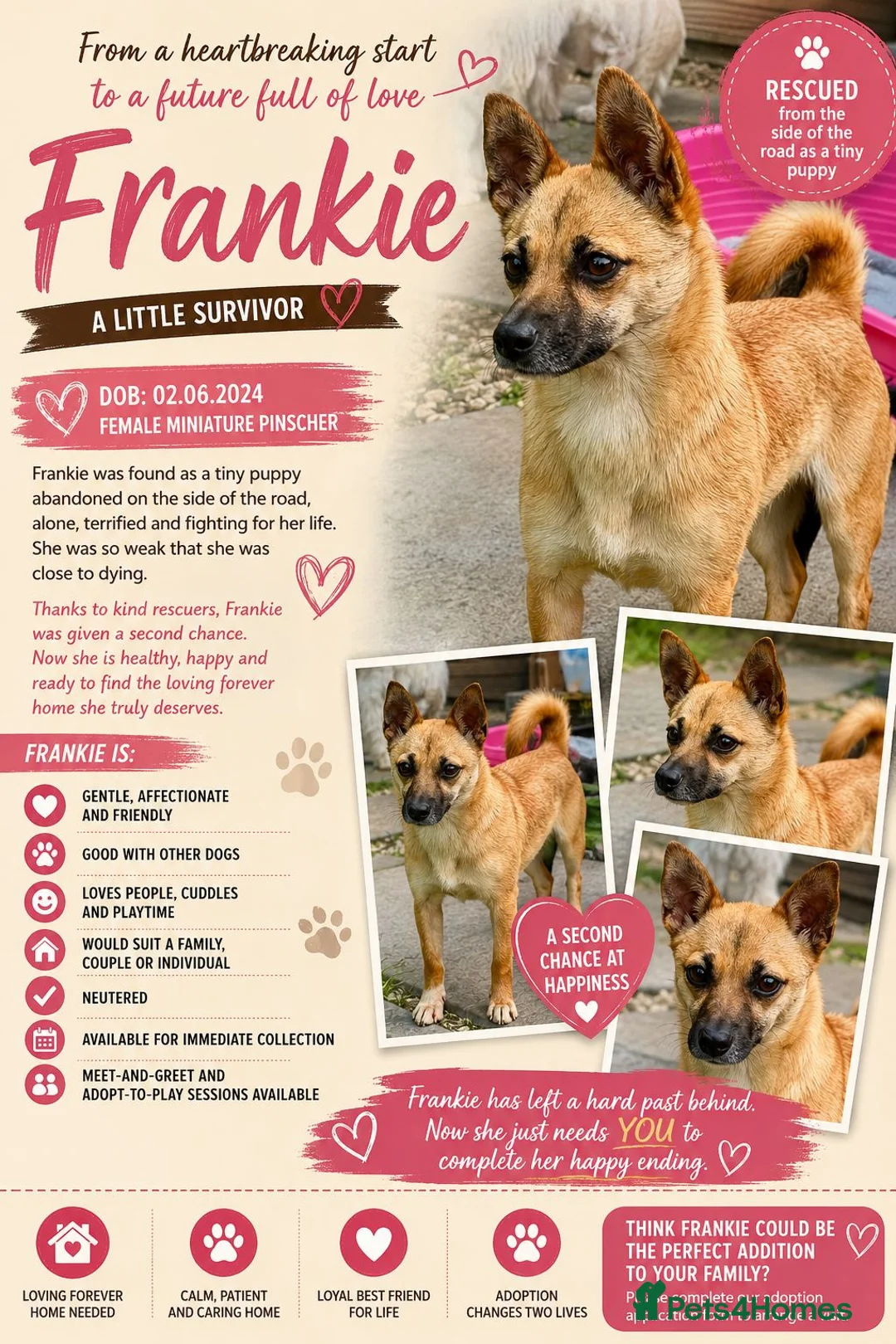 Miniature Pinscher dogs for adoption: Frankie – Female Miniature Pinscher - Advert 2