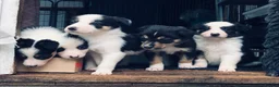 Border Collie dogs for sale: Beautiful Border Collie Puppies Classic Tricolour - Advert 3