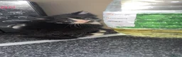 Mixed Breed cats for sale: Cute kittens  - Advert 2