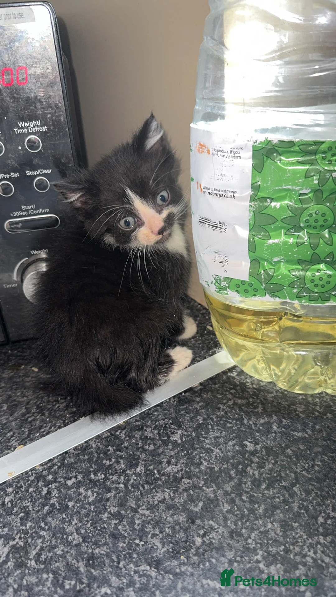 Mixed Breed cats for sale: Cute kittens  - Advert 2