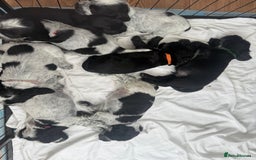 Cocker Spaniel dogs for sale: Beautiful litter of Show Cockers - 5 remaining - Image 30