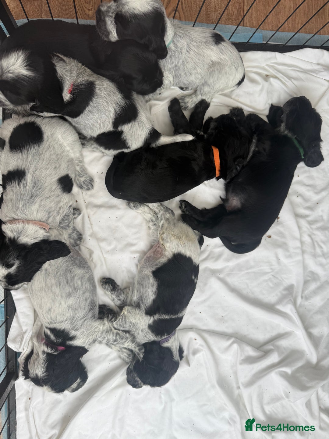 Cocker Spaniel dogs for sale: Beautiful litter of Show Cockers - 5 remaining - Image 30