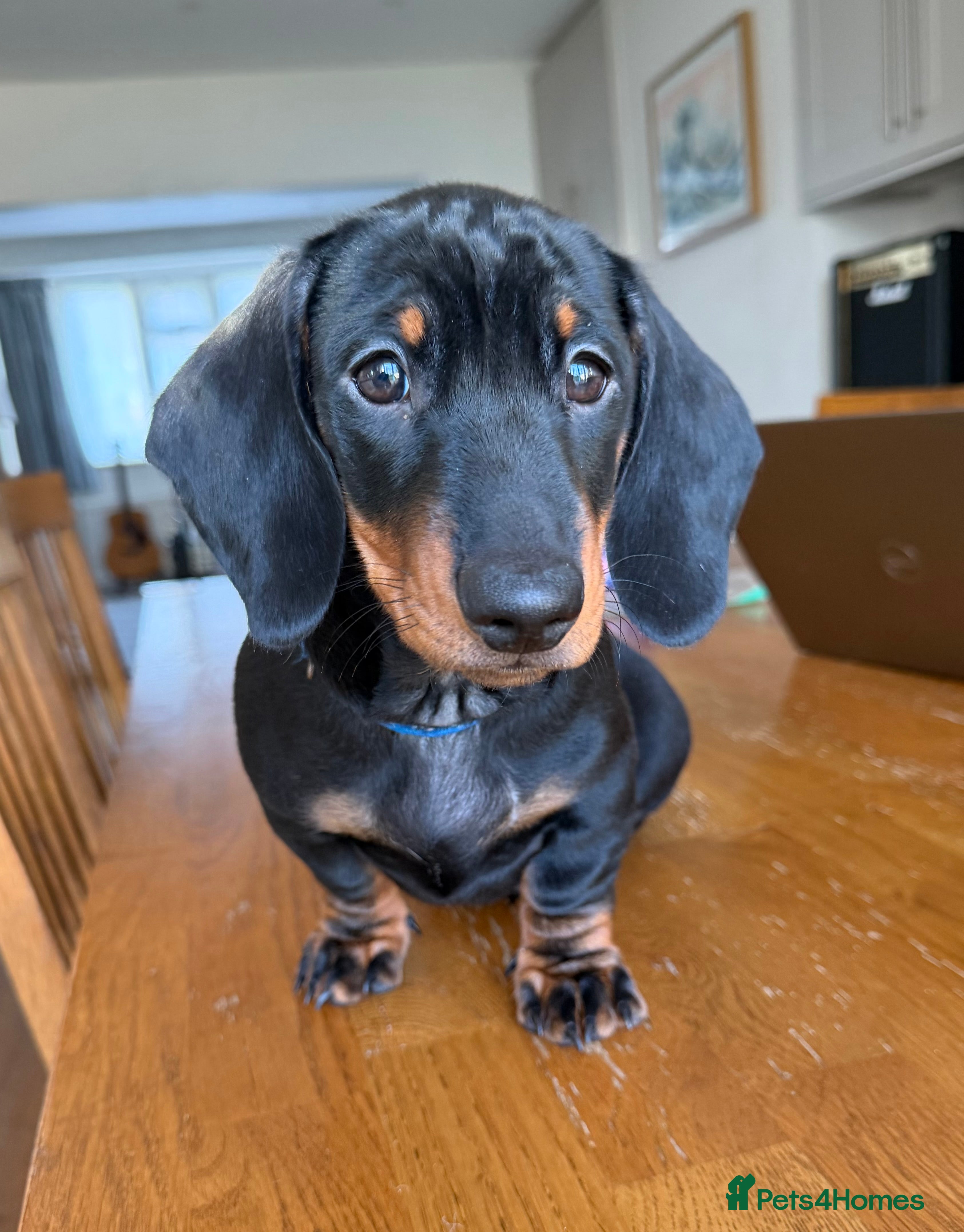Dachshund dogs Dachshund Puppies ready to go, KC Registered Lines - Advert 4
