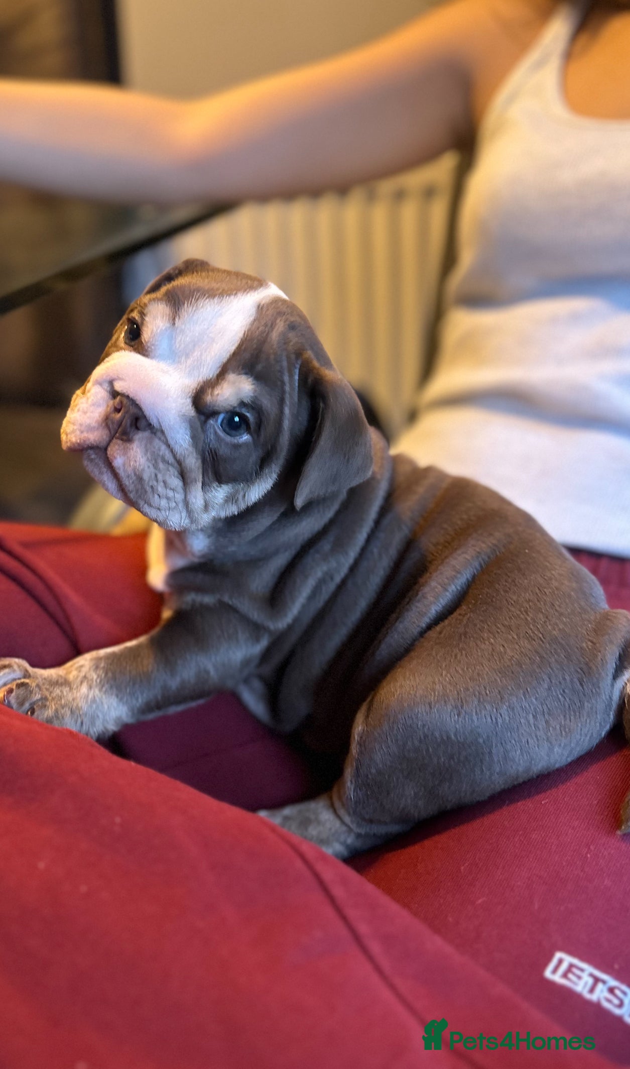 English Bulldog dogs Tiny Paws, Big Hearts – English Bulldog Puppies - Advert 3