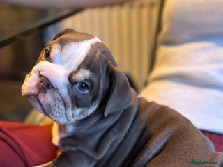 English Bulldog dogs Tiny Paws, Big Hearts – English Bulldog Puppies - Advert 3