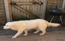 Golden Retriever dogs for sale: Golden retriever male - Image 10