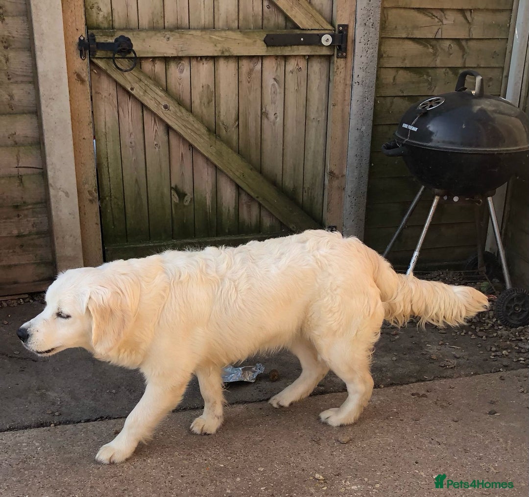 Golden Retriever dogs for sale: Golden retriever male - Image 10