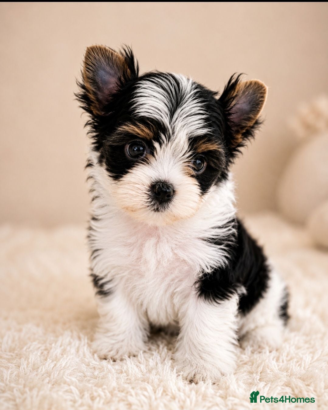 Yorkshire Terrier dogs Tiny Yorkshire Terrier Boys – Exceptional Quality - Advert 1
