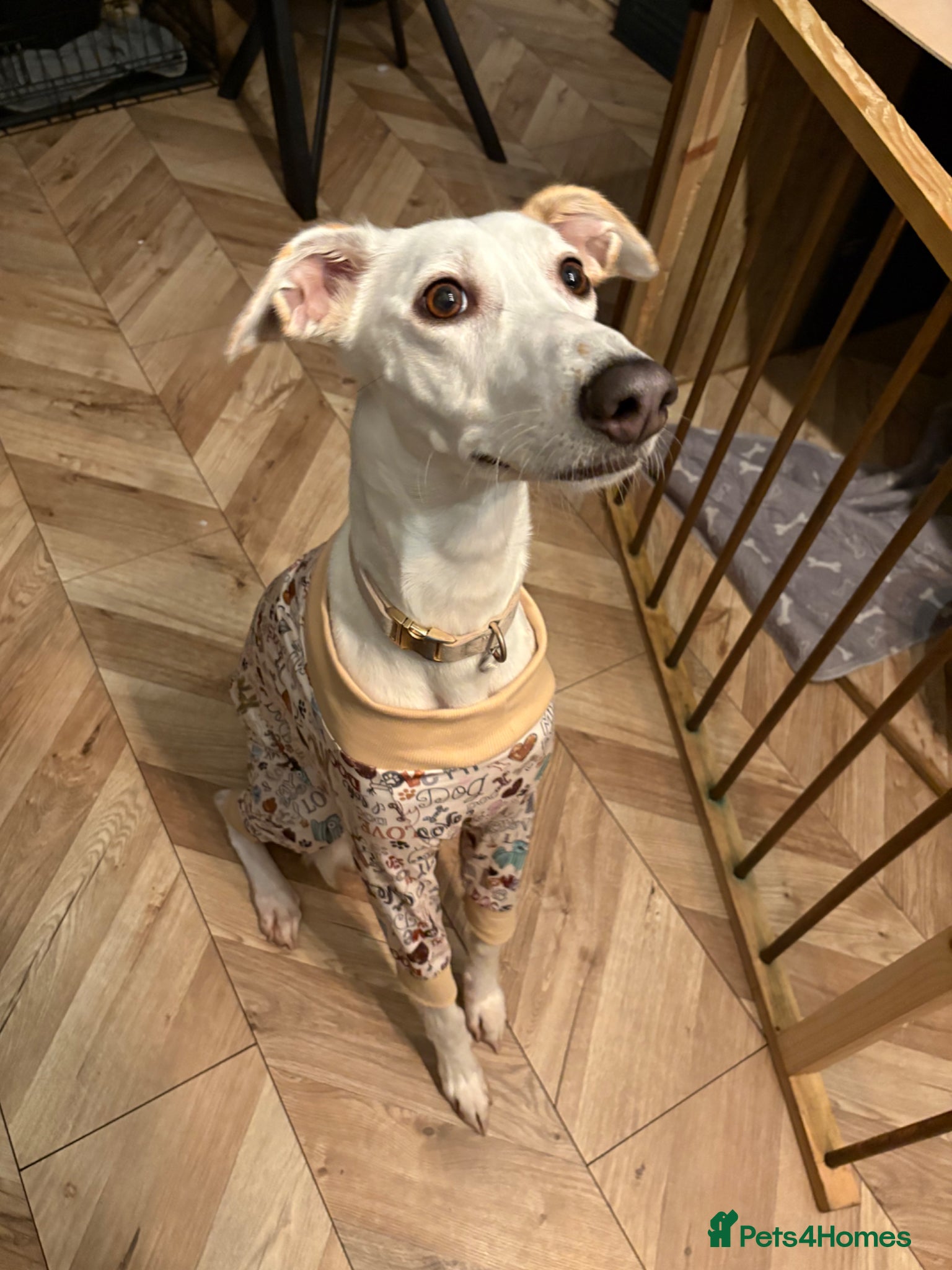 Mixed Breed dogs Goofy Loving Lurcher Poochio Needs New Home - Advert 1