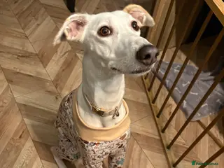 Mixed Breed dogs Goofy Loving Lurcher Poochio Needs New Home - Advert 1