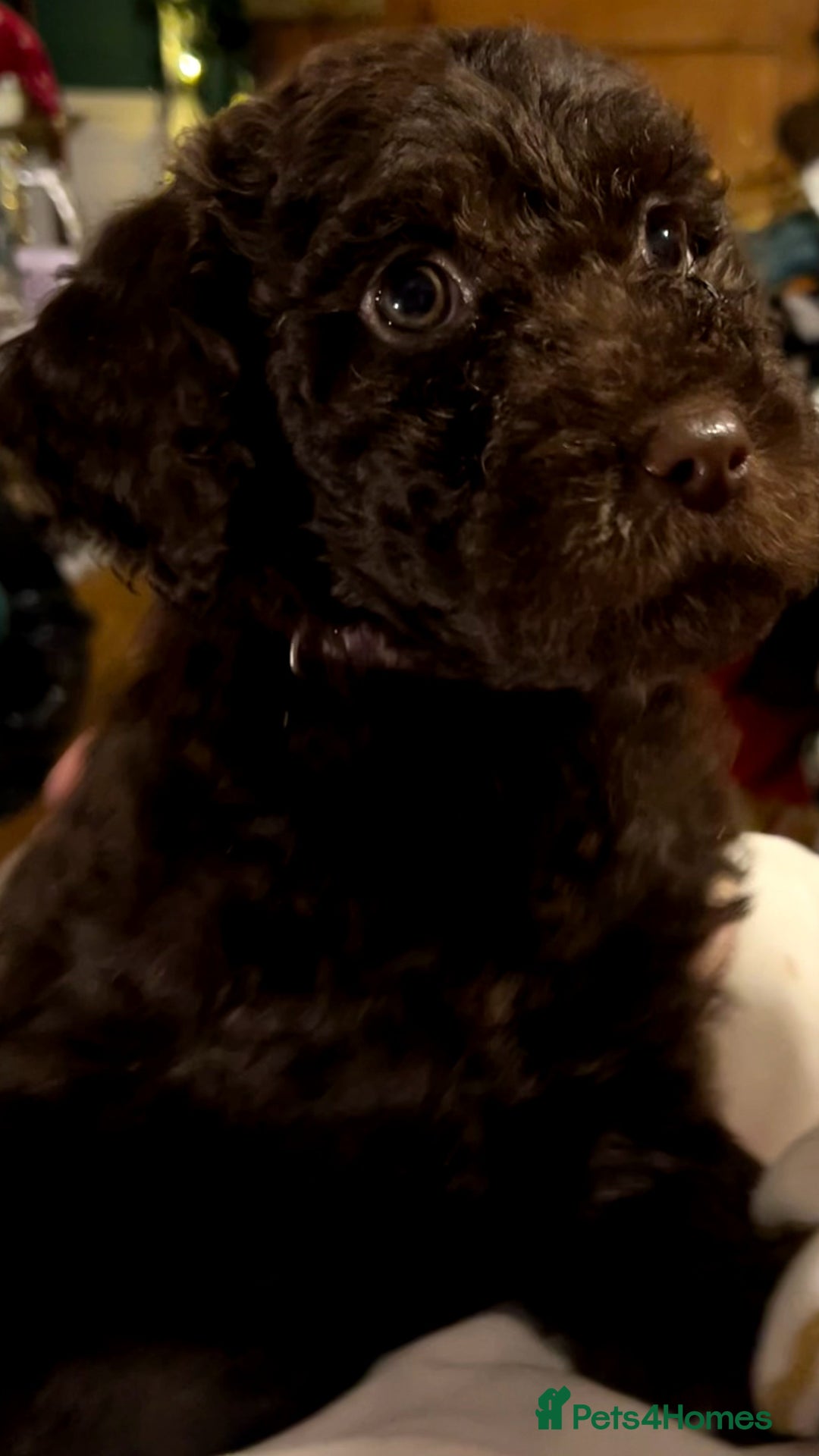 Labradoodle dogs for sale: stunning F2 labradoodle puppies... Available now - Advert 30