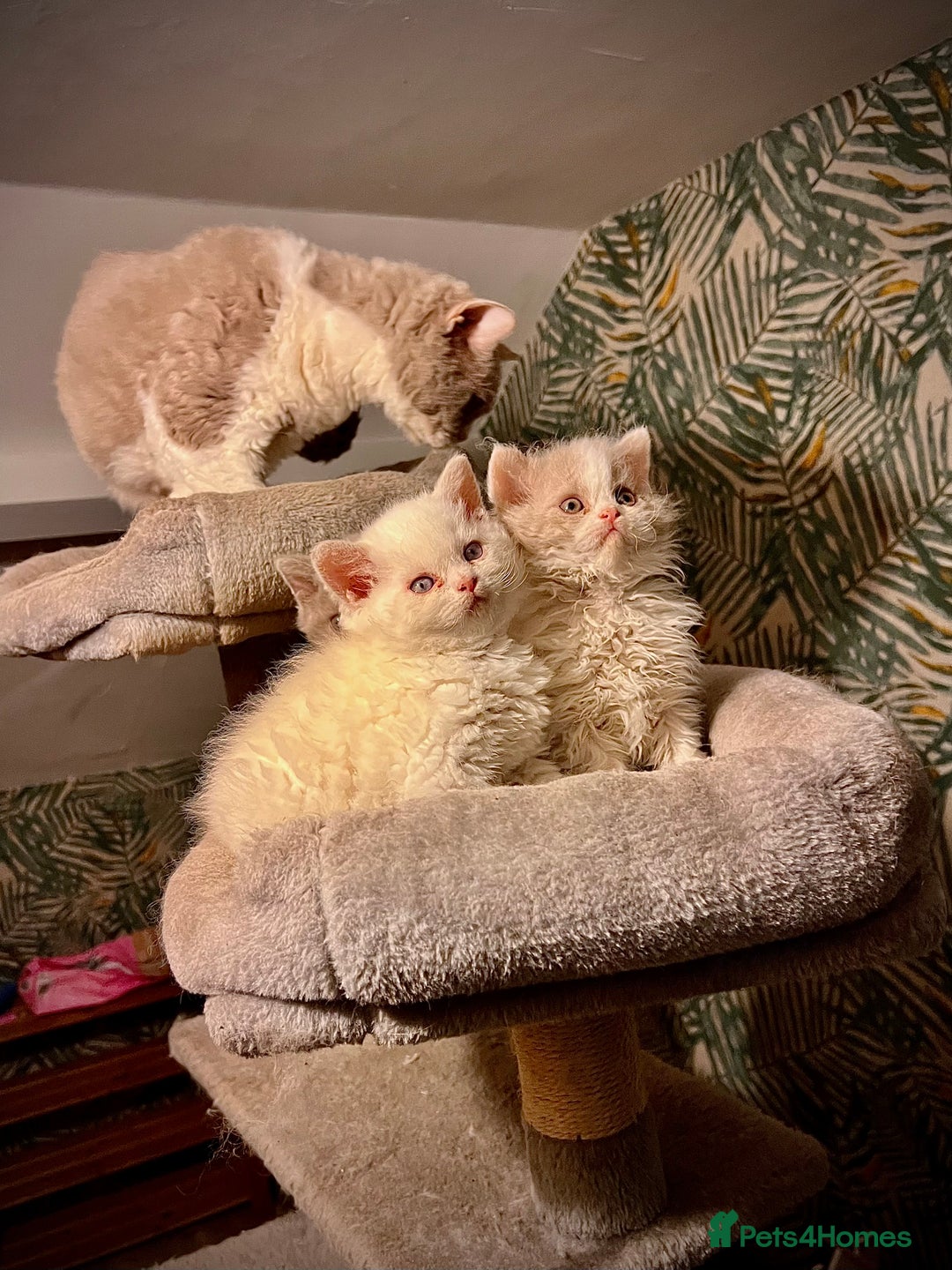 Selkirk Rex cats for sale: SELKIRK REX KITTENS  😻 - Advert 7