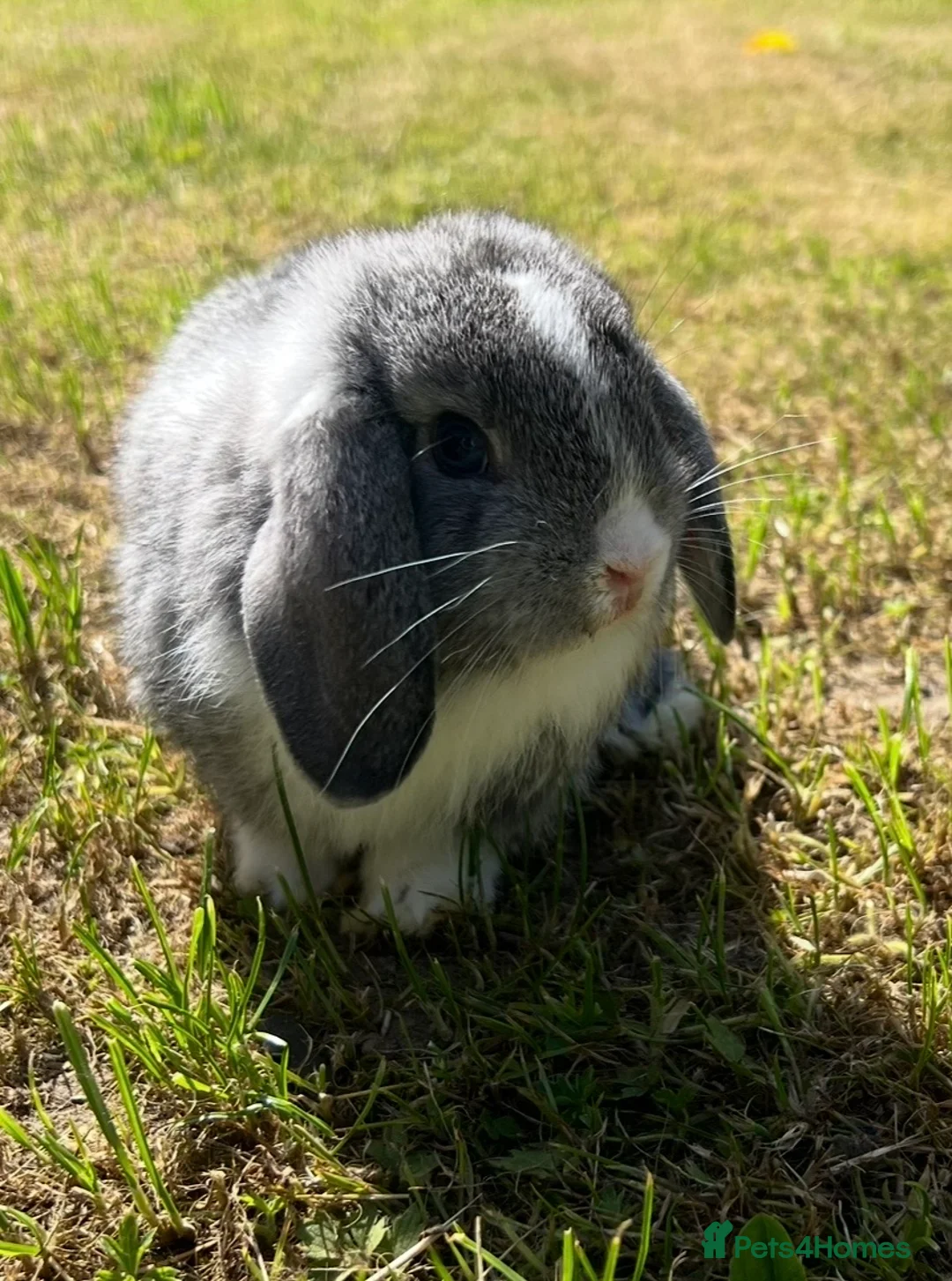 Mini Lop rabbits for sale: Beautiful Mini Lops - Advert 16