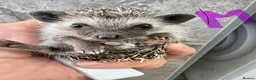 Pygmy Hedgehog rodents for sale: 8wk old APH babies various masks/ colours  - Advert 3