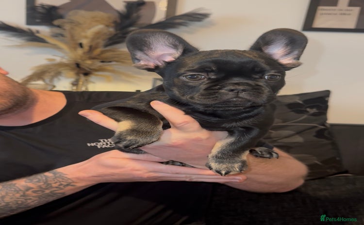 French Bulldog dogs french bulldog puppys (last boy left) - Advert 1