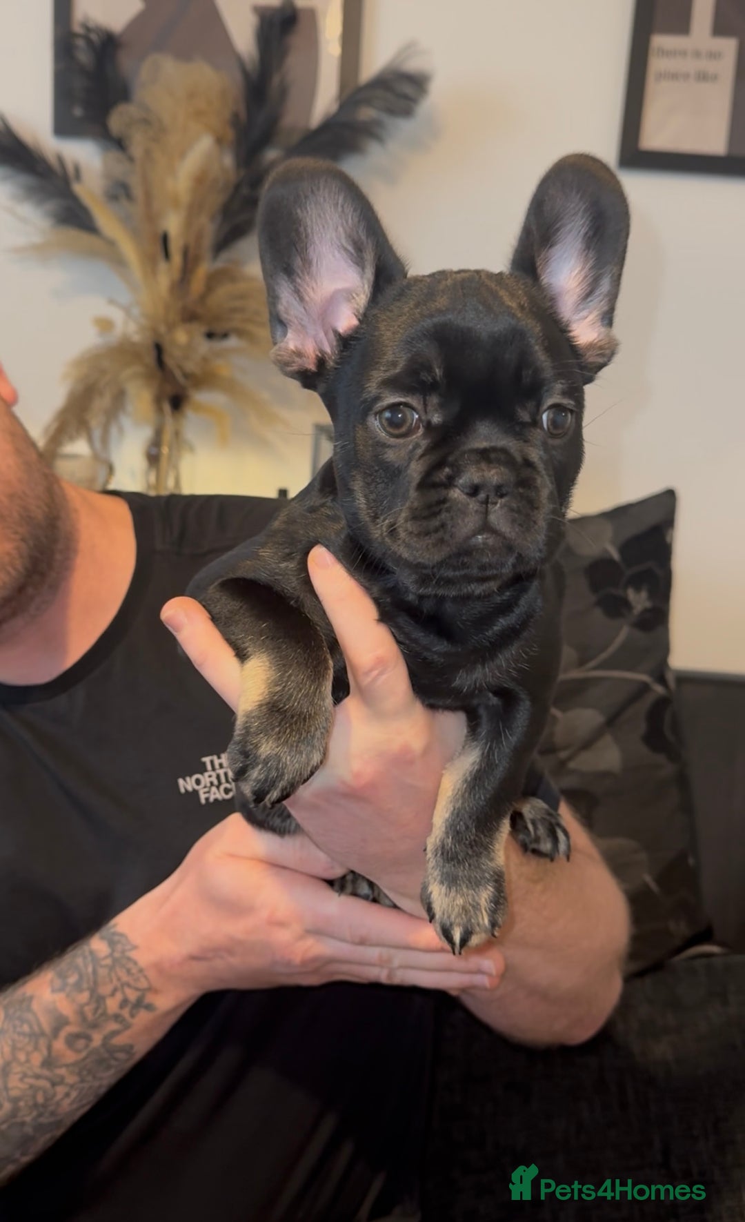 French Bulldog dogs for sale: french bulldog puppys (1 stunning boy left) - Advert 1