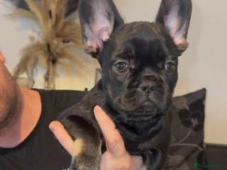 French Bulldog dogs *Reduced* french bulldog puppys (last boy left) - Advert 11