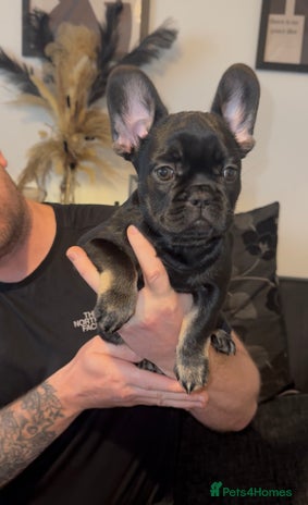 French Bulldog dogs french bulldog puppys (last boy left) - Advert 1