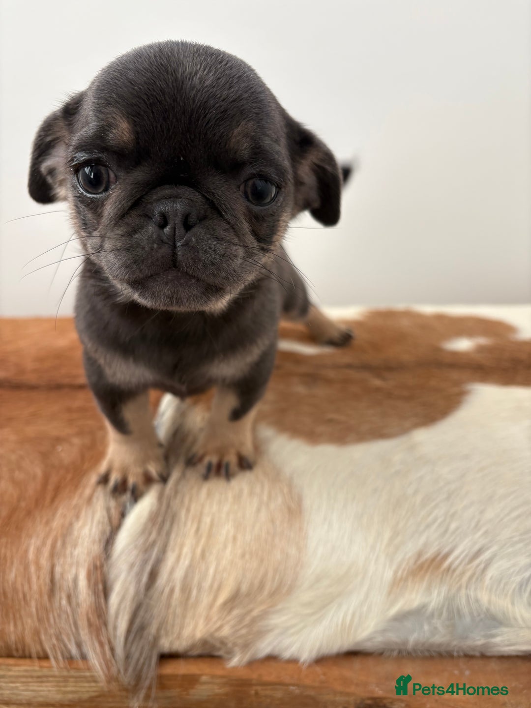 Pug dogs for sale: Beautiful last 2 little girl pugs. - Advert 8