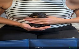 Rottweiler dogs for sale: Rottweiler puppies  - Image 13