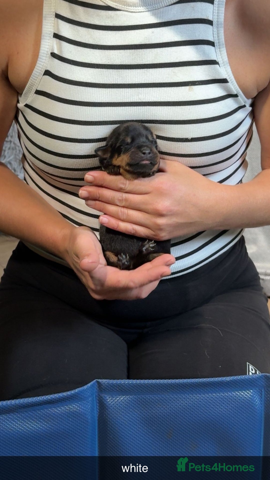 Rottweiler dogs for sale: Rottweiler puppies  - Image 13