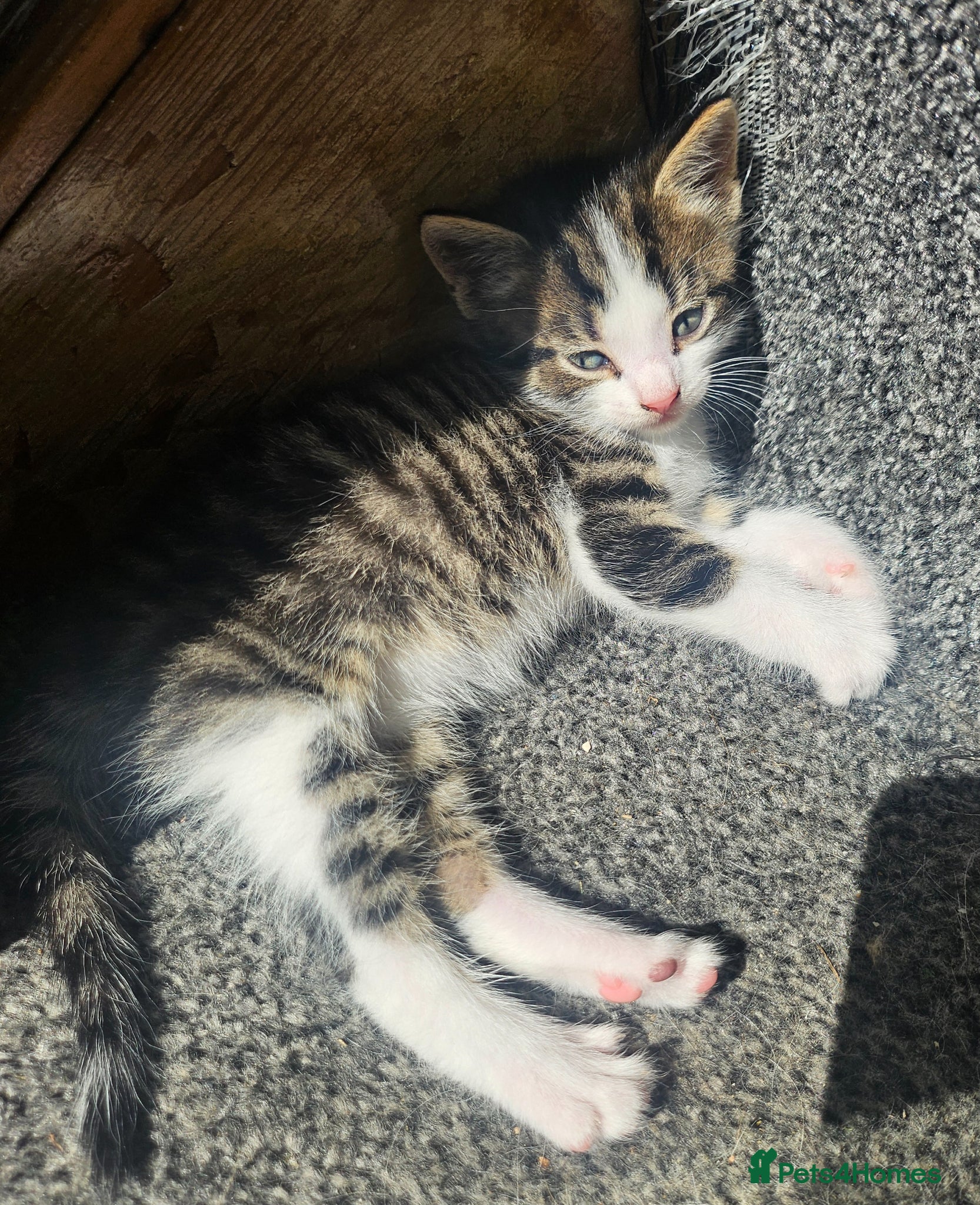 Mixed Breed cats Kittens - Advert 13