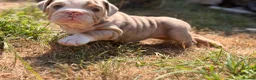 English Bulldog dogs for sale: Rare mini english bulldogs  - Advert 35