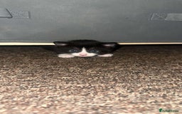 Mixed Breed cats for sale: Loveable Kittens - Advert 4