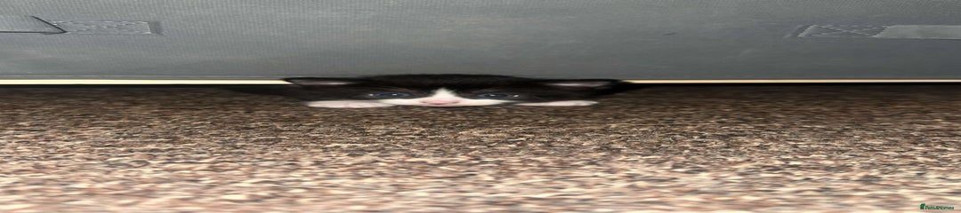 Mixed Breed Kitten 2