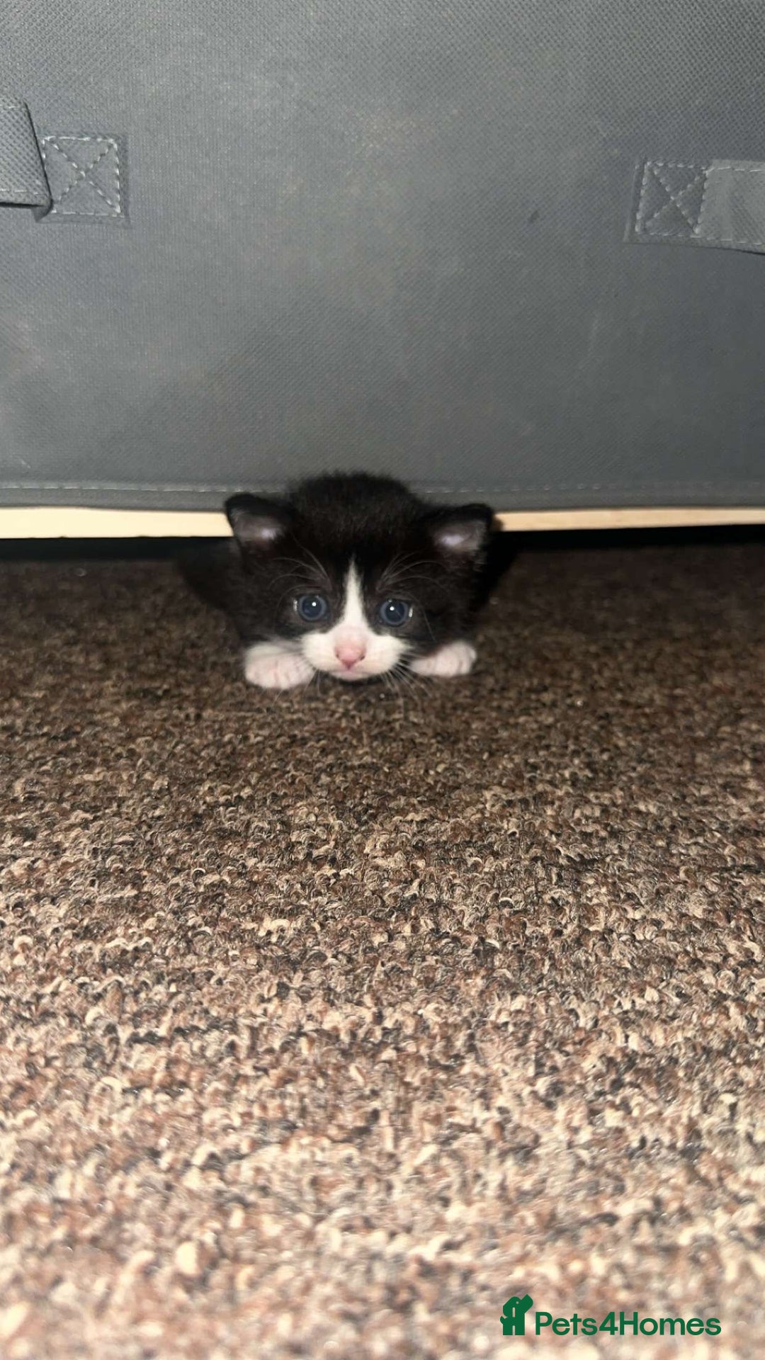 Mixed Breed cats for sale: Loveable Kittens - Advert 4