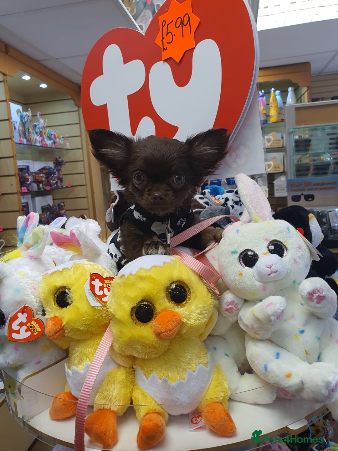 Chihuahua dogs for sale: Long haired tiny KC chihuahua girl - Advert 8