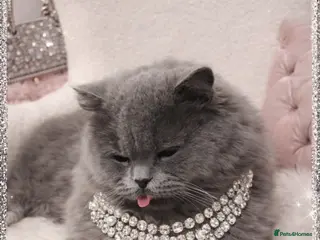 British Longhair cats GCCF British Longhair Looking for Loving Home - Advert 3