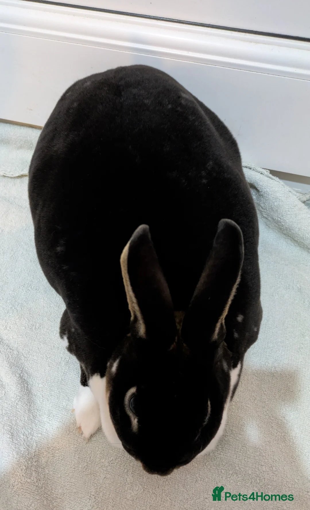 Mini Lop rabbits for sale: 2 female rabbits for sale - Advert 6