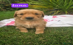 Golden Retriever dogs for sale: *Beautiful kc/Dna clear Golden retriever pups* - Image 6