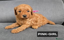 Toy Poodle dogs for sale: STUNNING RED TOY POODLE 🤩🐶 - Image 7